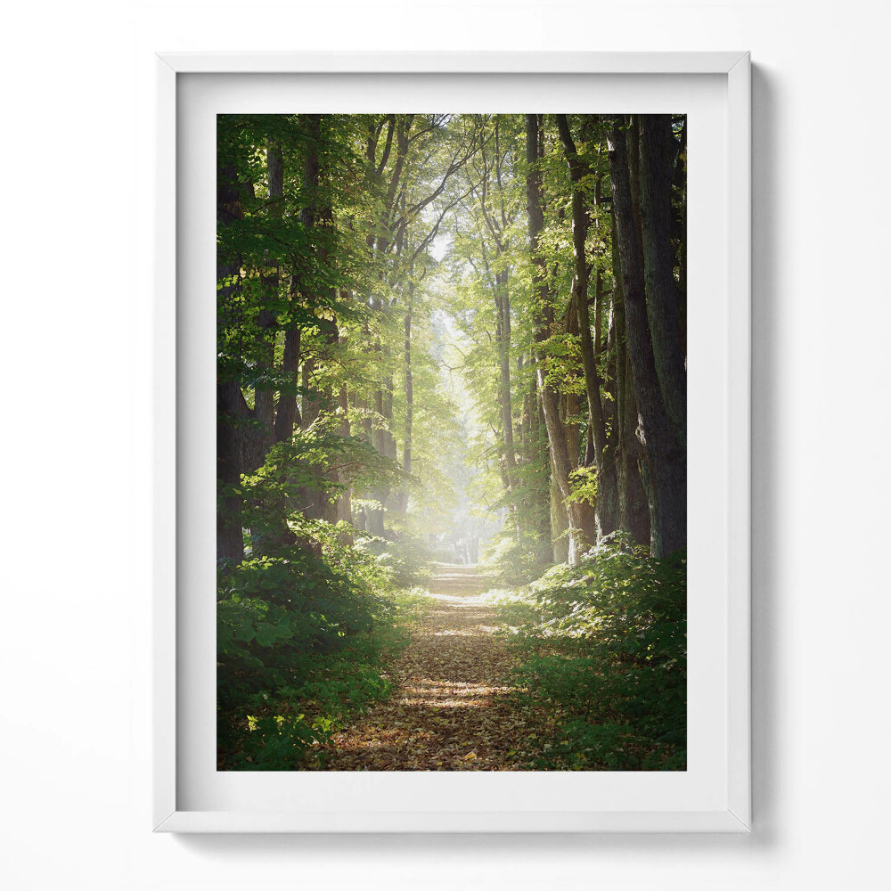 Tablou rama Drum forestier printre copaci