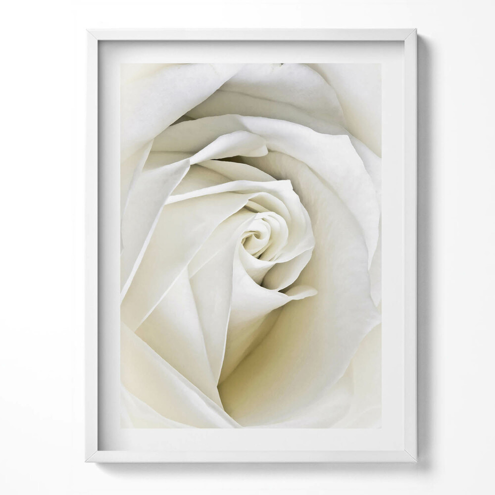 Tablou rama Petale delicate de trandafir alb