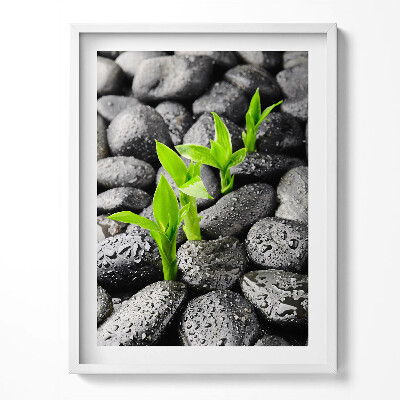 Tablou rama Plante verzi pe pietre ude