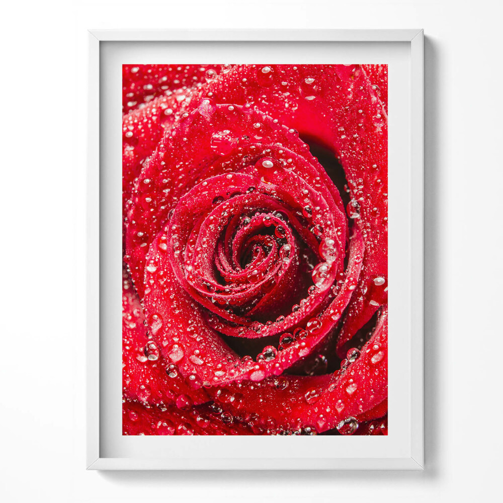 Tablou rama Rouă pe petalele unui trandafir roșu