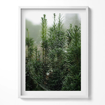 Tablou rama Pânză de păianjen cu rouă pe un copac