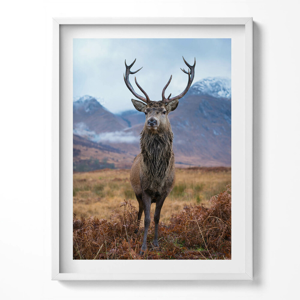 Tablou rama Un cerb impunător într-o poiană de munte