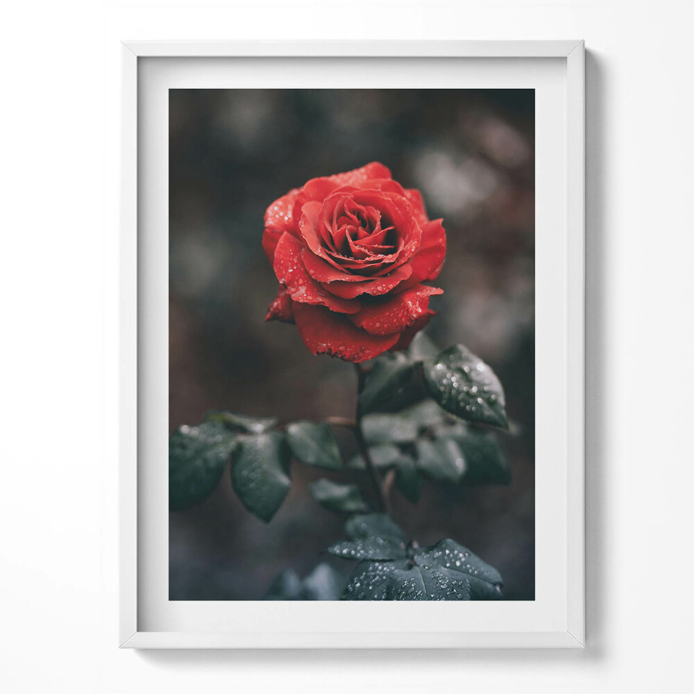 Tablou living cu rama Floare de trandafir roșu