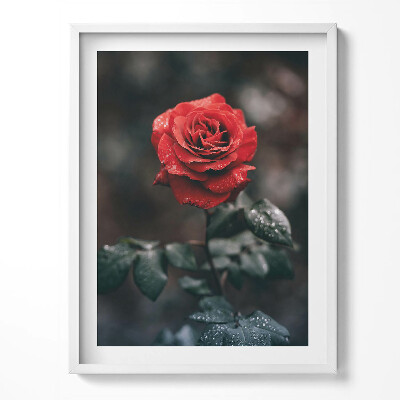 Tablou living cu rama Floare de trandafir roșu