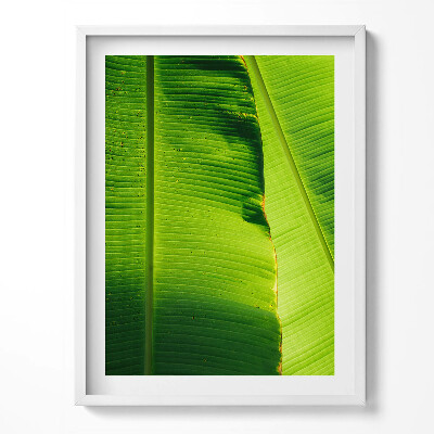 Tablou rama Frunze verzi de bananier la soare