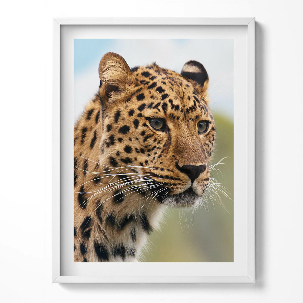 Tablou rama Cap de pisică de animal sălbatic