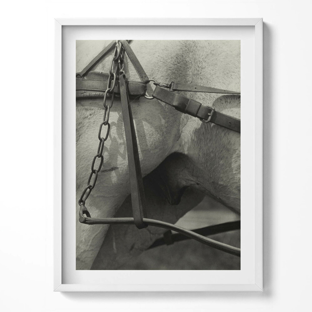 Tablou living cu rama Prim-plan al unui ham de cal