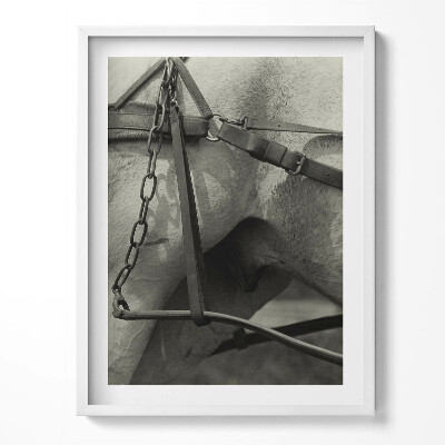 Tablou living cu rama Prim-plan al unui ham de cal