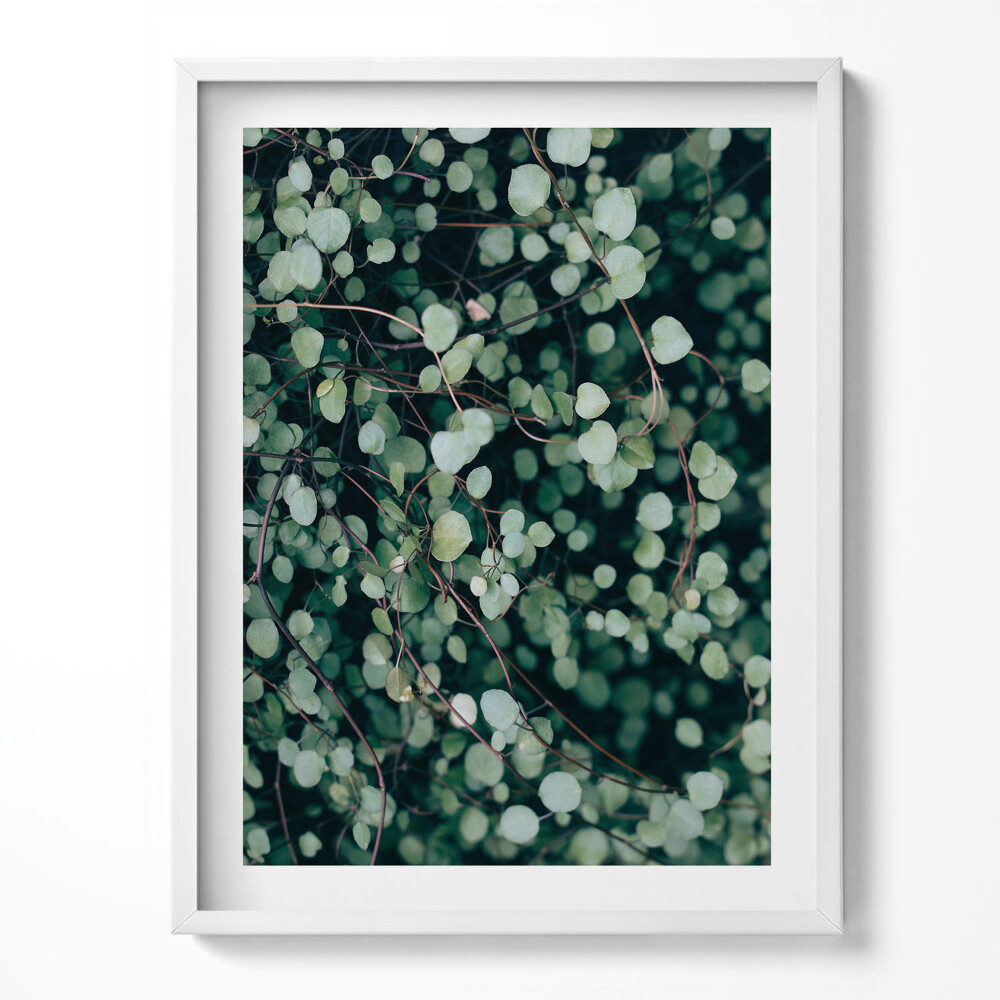 Tablou living cu rama Frunzele mici ale plantei