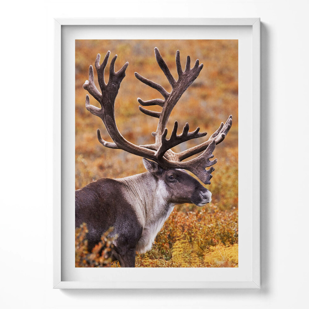 Tablou living cu rama Animal - cerb pe câmp