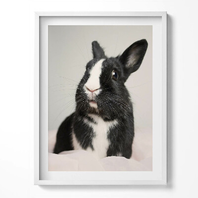 Tablou rama Iepure drăguț alb-negru
