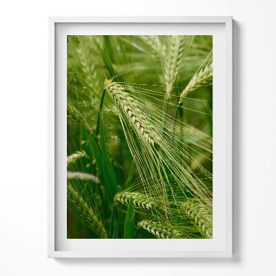 Tablou living cu rama Urechi de iarbă vara