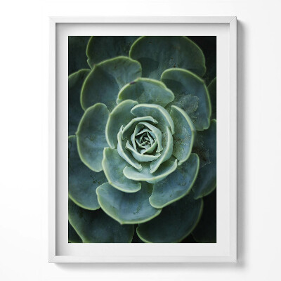 Tablou rama Plantă suculentă verde