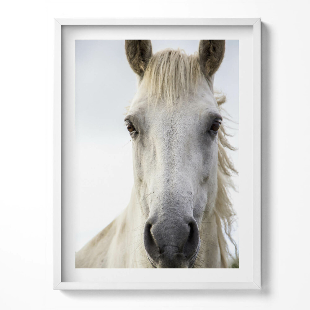 Tablou rama Cap de cal alb