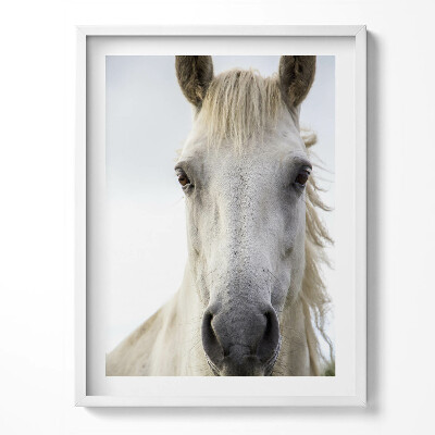 Tablou rama Cap de cal alb