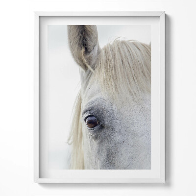 Tablou rama Cap de cal alb