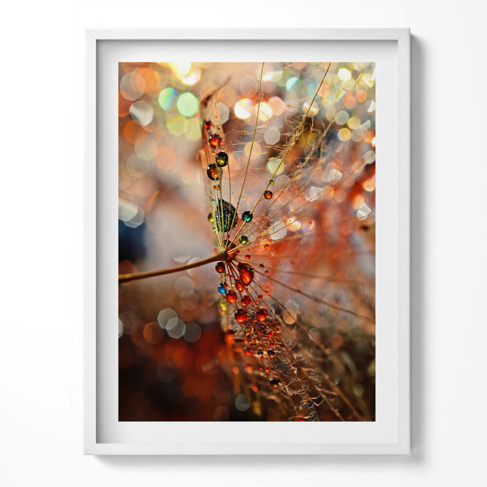 Tablou living cu rama Păpădie și rouă