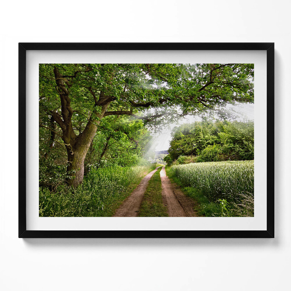 Tablou living cu rama Cale, copaci și raze de soare