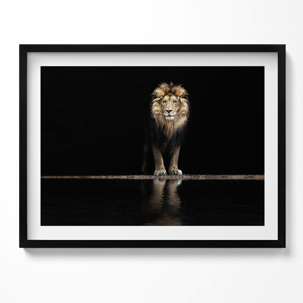Tablou rama Leu sălbatic, animal singuratic