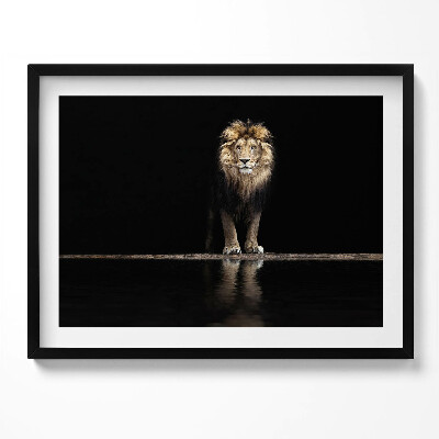 Tablou rama Leu sălbatic, animal singuratic