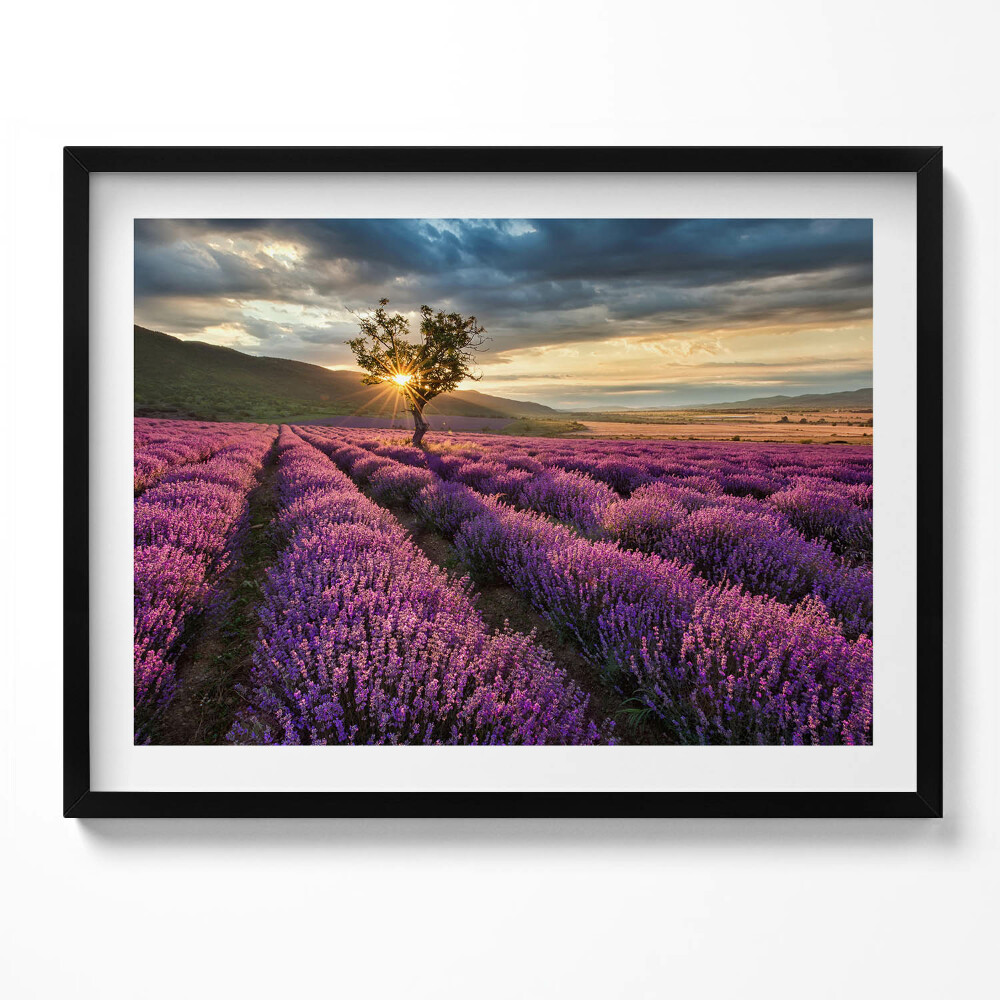 Tablou living cu rama Peisaj de câmp de lavandă