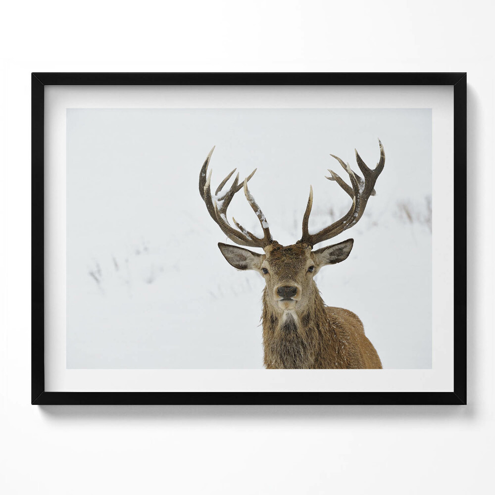 Tablou rama Cerbul maiestuos