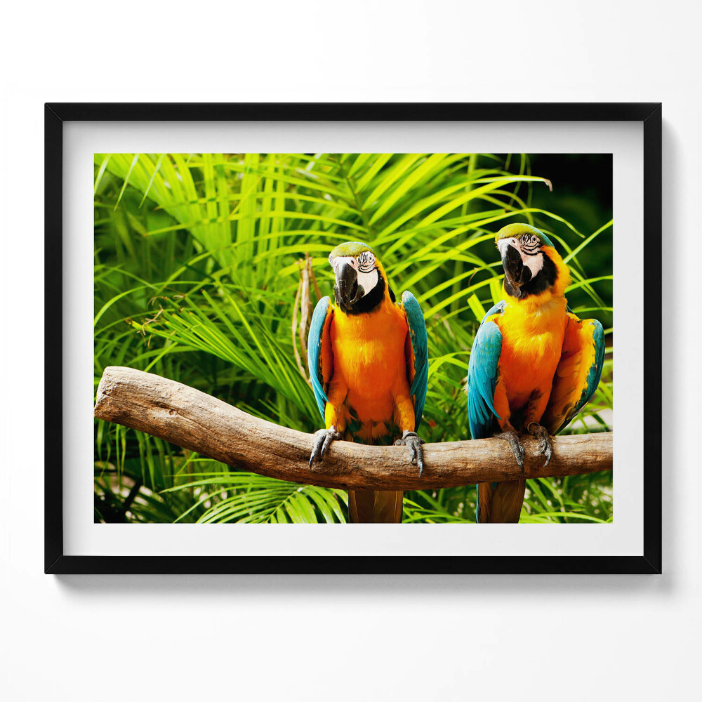 Tablou rama Doi papagali macaw colorați în junglă