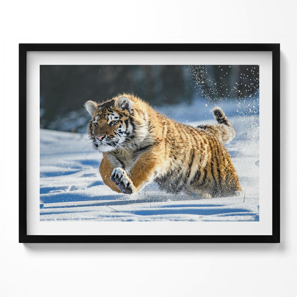 Tablou living cu rama Tigru pufos în zăpadă