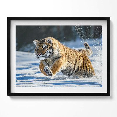 Tablou living cu rama Tigru pufos în zăpadă