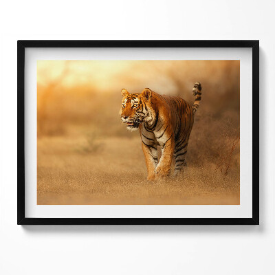 Tablou rama Tigru sălbatic la vânătoare