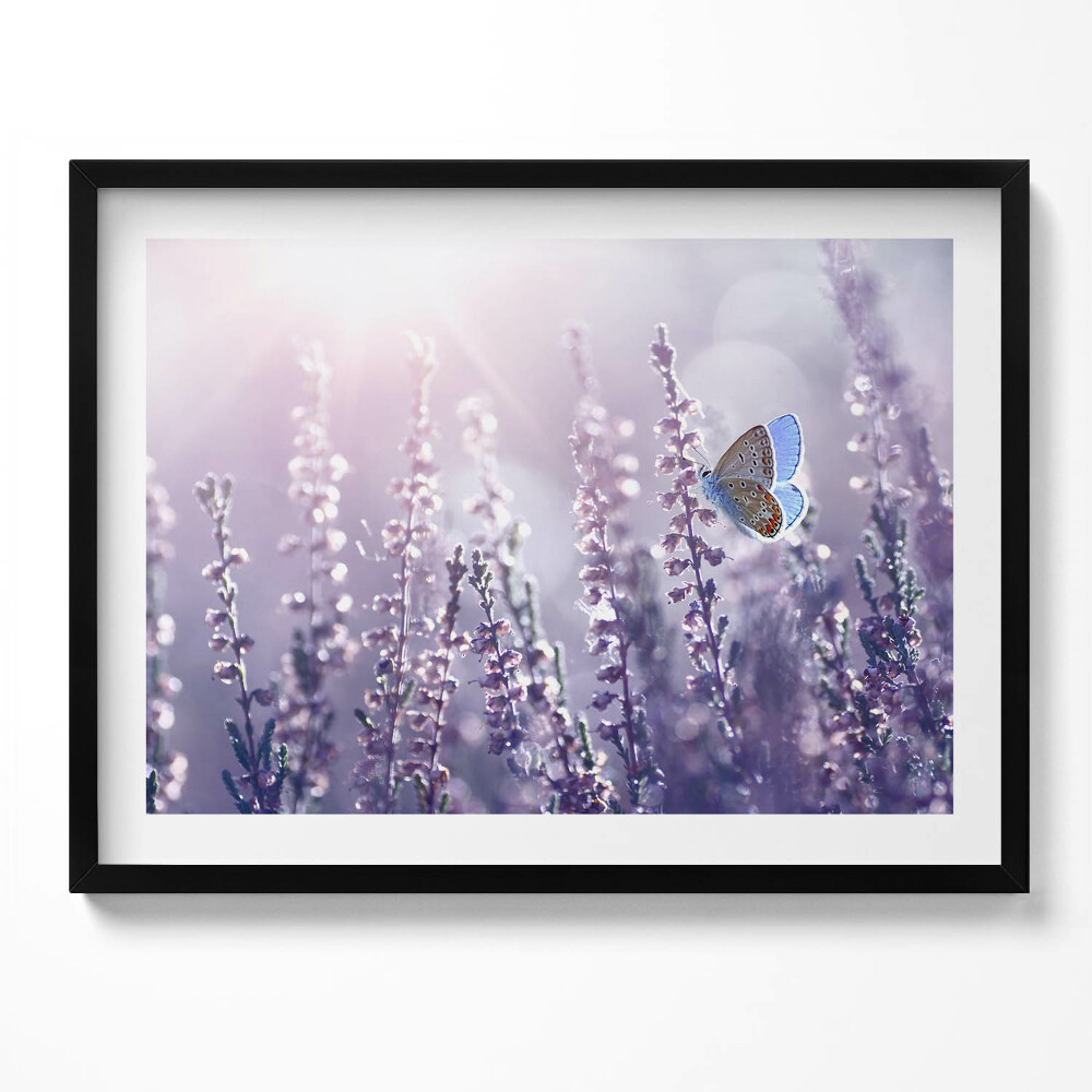 Tablou living cu rama Fluture pe flori sălbatice