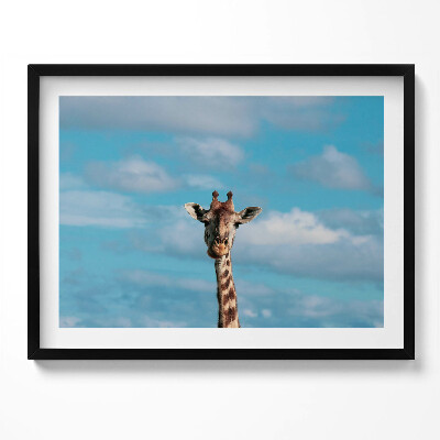 Tablou living cu rama Cap de girafă pe cer