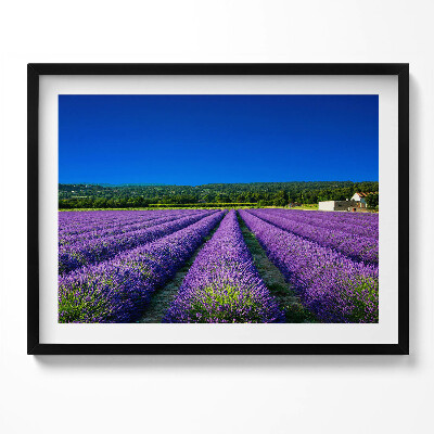 Tablou rama Câmp de lavandă în Provence