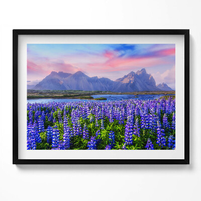 Tablou living cu rama Câmpuri de lavandă - Islanda