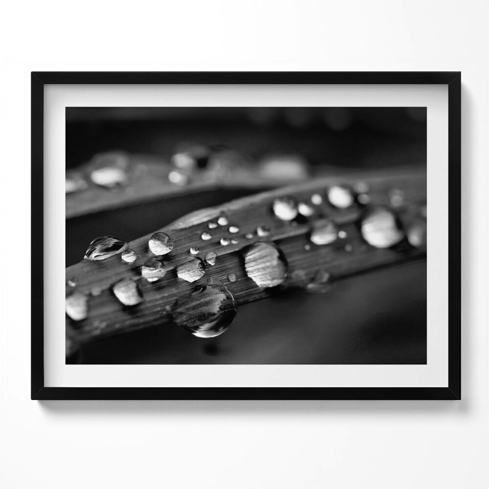 Tablou living cu rama Frunză de Rosa Alb-Negru