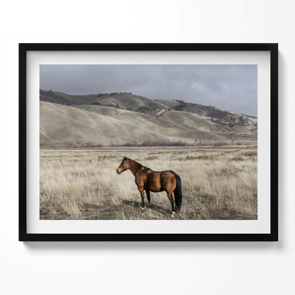 Tablou rama Un cal călare printre iarbă