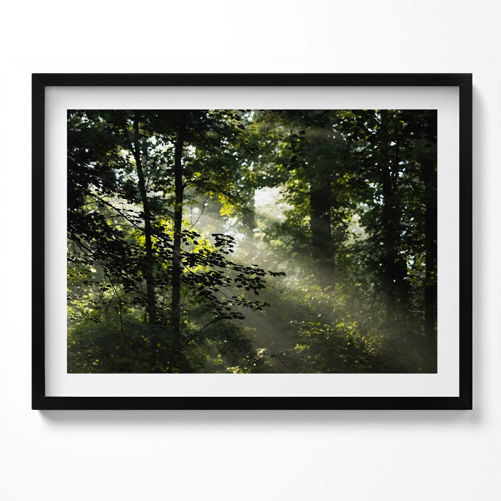 Tablou rama Razele soarelui și copacii