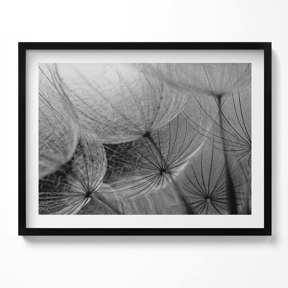 Tablou living cu rama Prim-plan alb-negru al unei păpădii