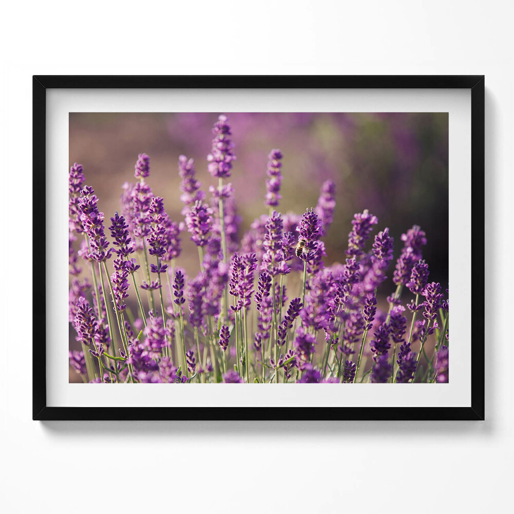Tablou rama Pajiște cu flori de lavandă