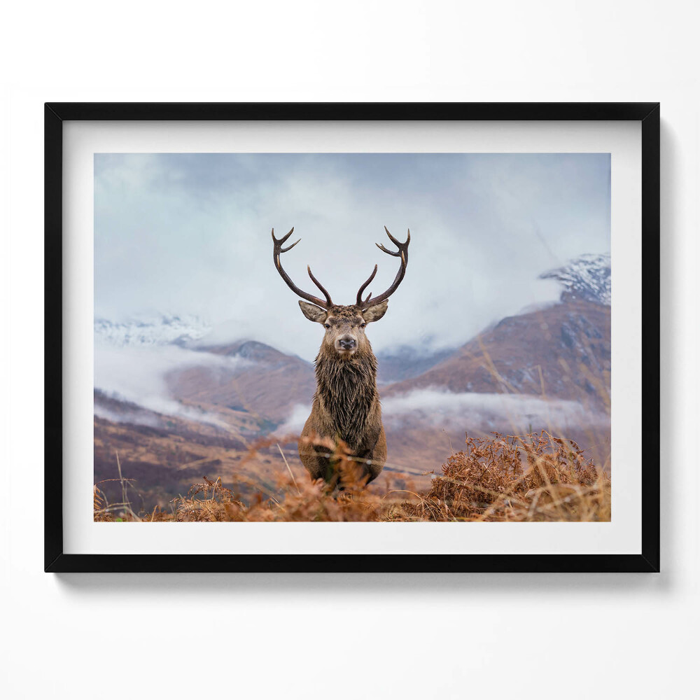 Tablou living cu rama Un cerb într-o poiană de munte