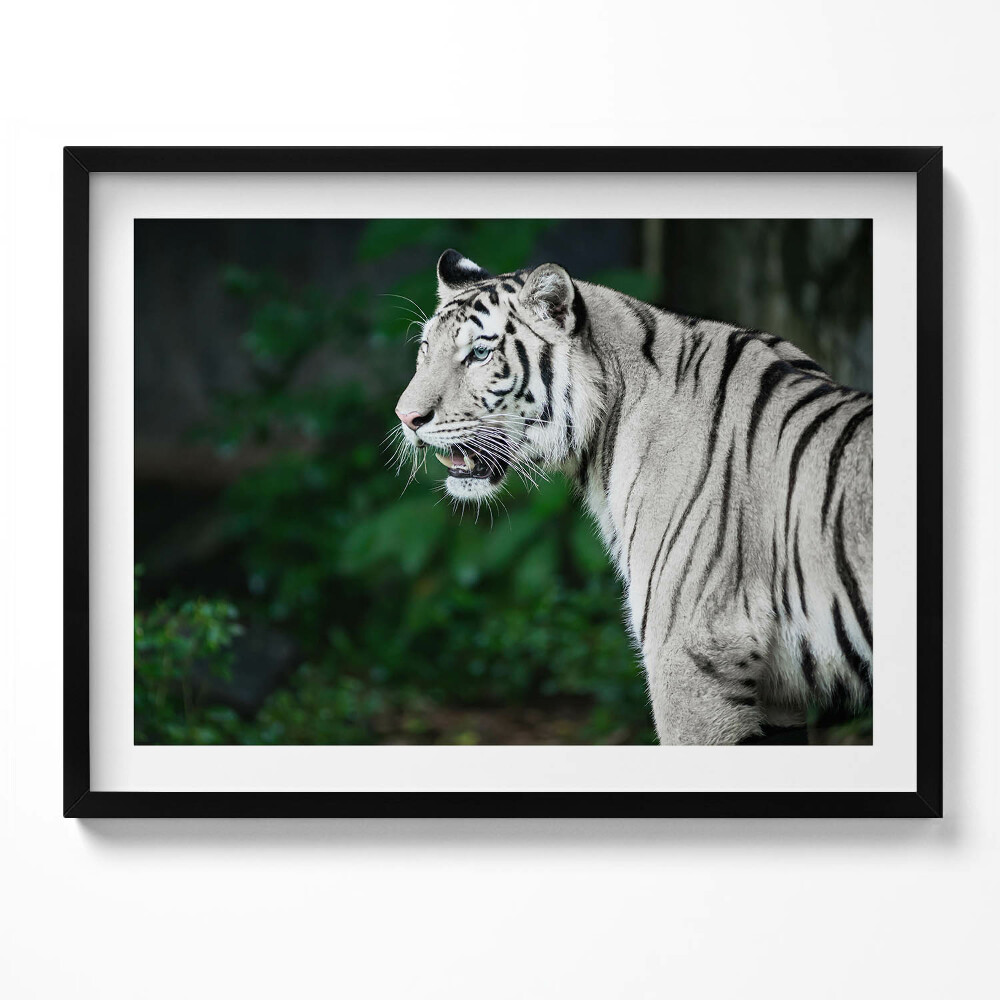 Tablou rama Tigru alb în junglă