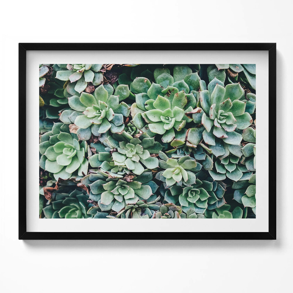 Tablou rama Plante suculente verzi