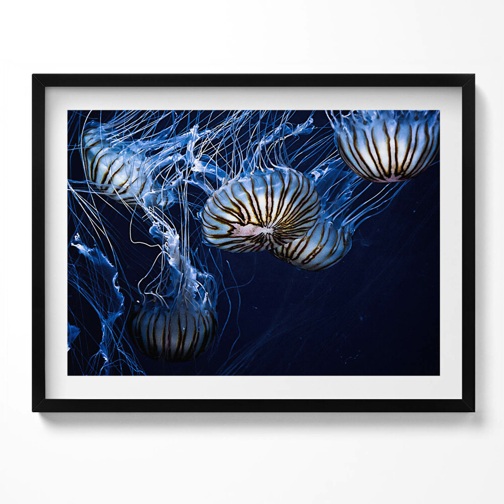 Tablou living cu rama Meduze albastre în apă