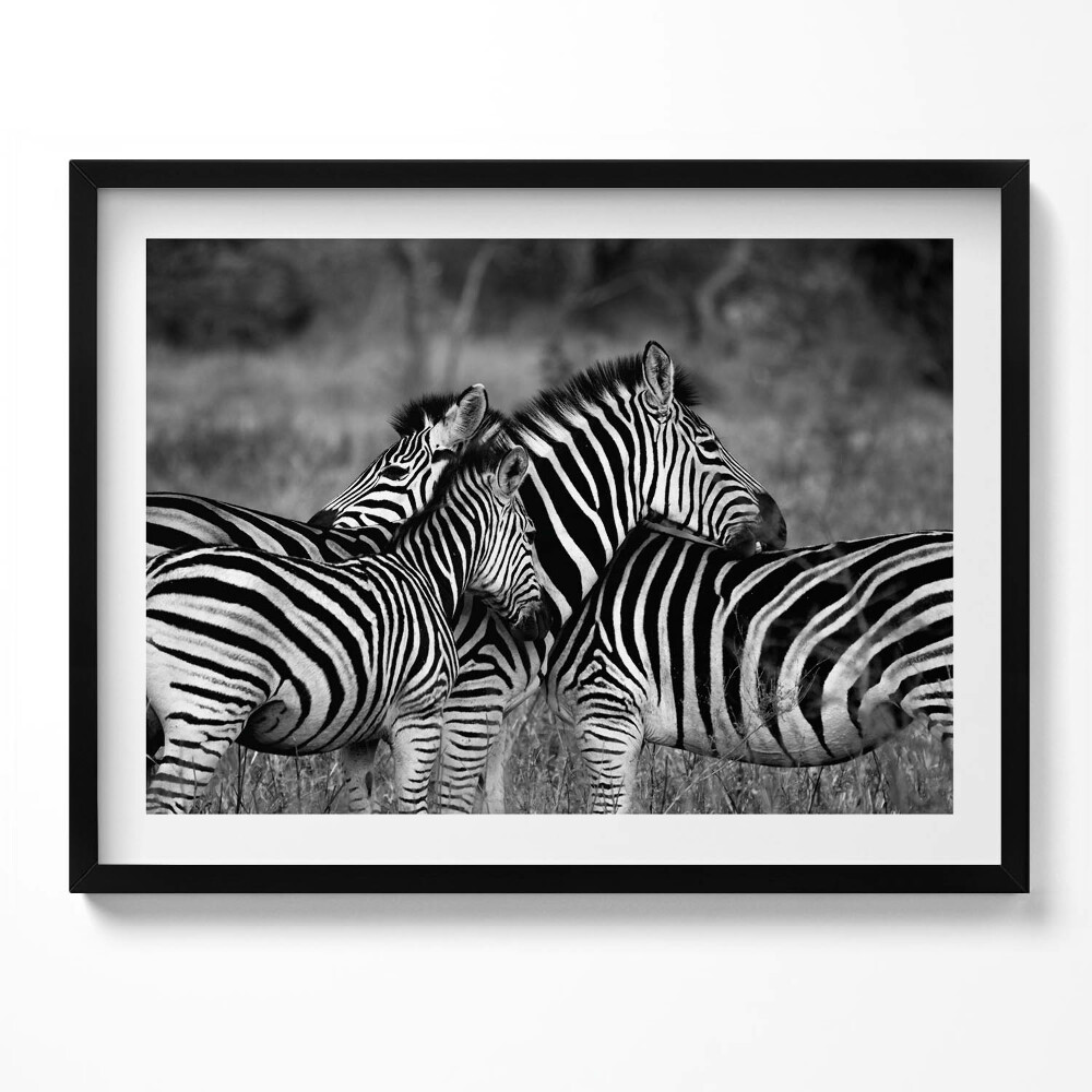 Tablou living cu rama Zebre care se îmbrățișează
