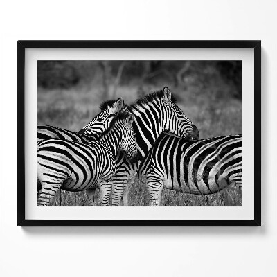Tablou living cu rama Zebre care se îmbrățișează