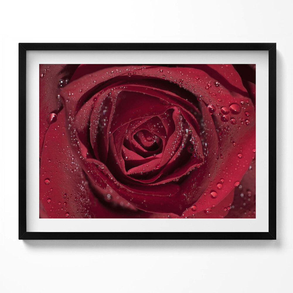 Tablou living cu rama Prim-plan al unui trandafir roșu în rouă