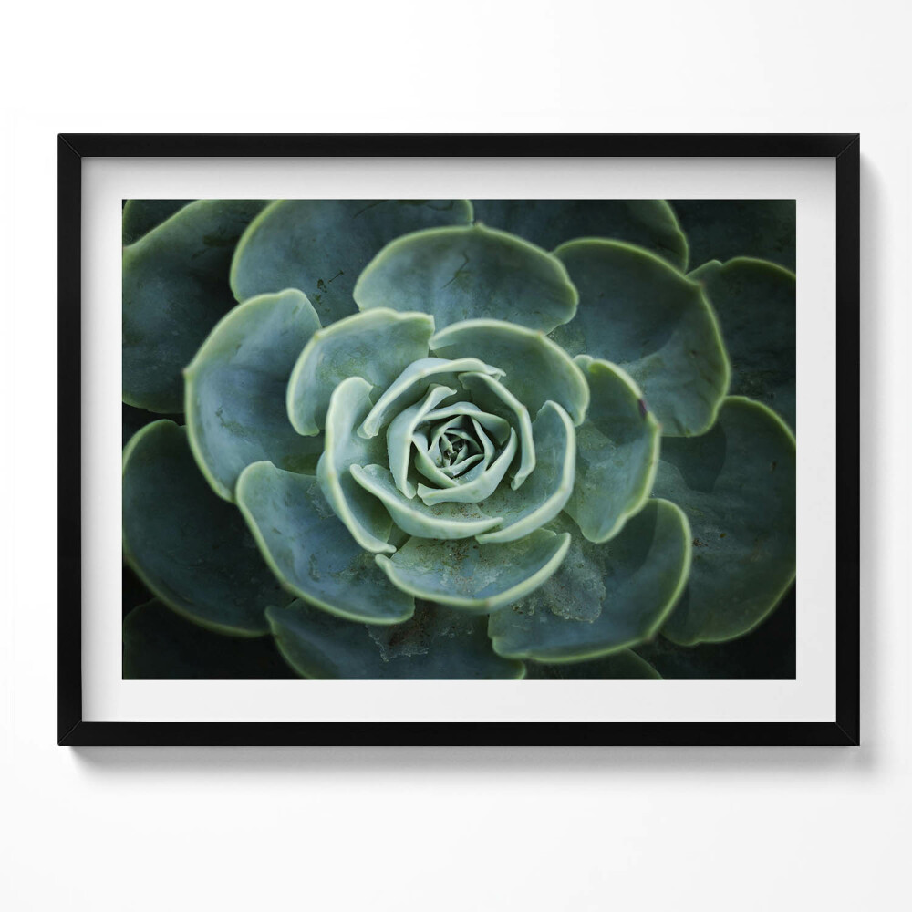 Tablou rama Plantă suculentă verde