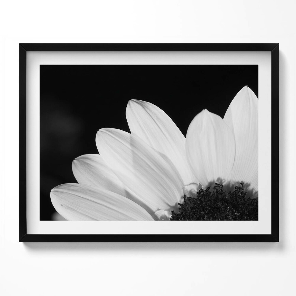 Tablou rama Petale de margarete în alb și negru