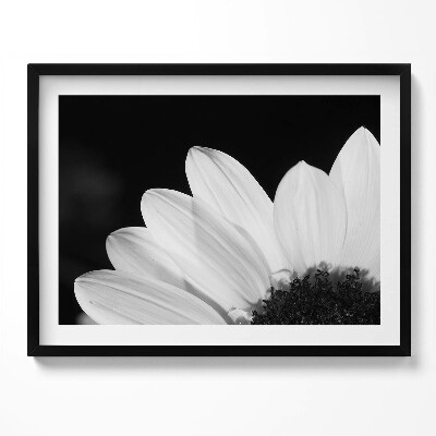 Tablou rama Petale de margarete în alb și negru