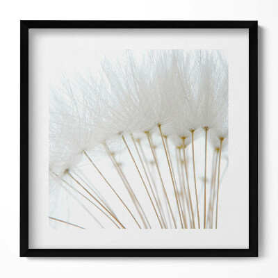 Tablou rama unic Păpădii albe